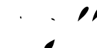 STScript-RgFill字体预览图